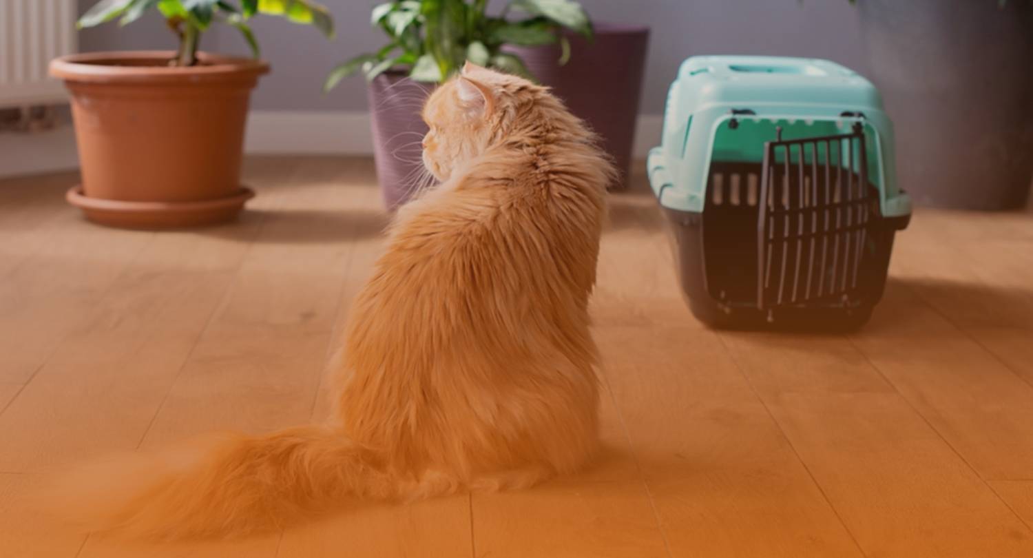 “Comfort, care, and joy for every pet.”